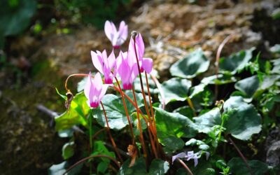 Cyclaam de charmante herfst- en voorjaarsbloeier voor in de tuin