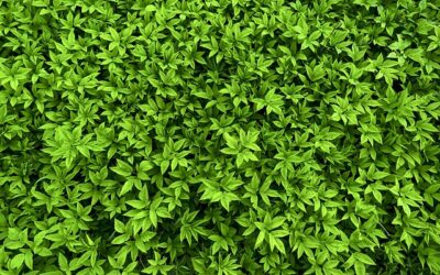 Zevenblad- van ongewenst kruid naar smakelijke superfood