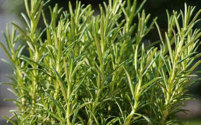 Rosmarinus officinalis: meer dan een keukenkruid