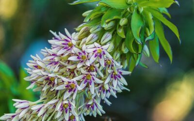 Ananasplant maakt  je border exotisch