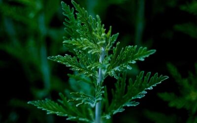 Citroenkruid, geurige klassieker met verrassende toepassingen