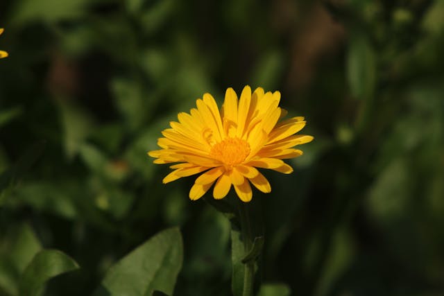 Goudsbloem