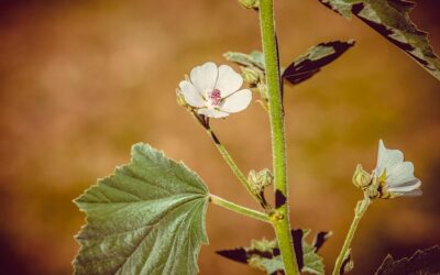 Ontdek heemst: het vergeten kruid dat méér kan dan je denkt