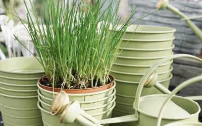 Kruiden in pot kweken? Begin met deze 6 toppers