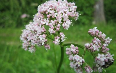 Echte valeriaan: rustgevend kruid uit de natuur