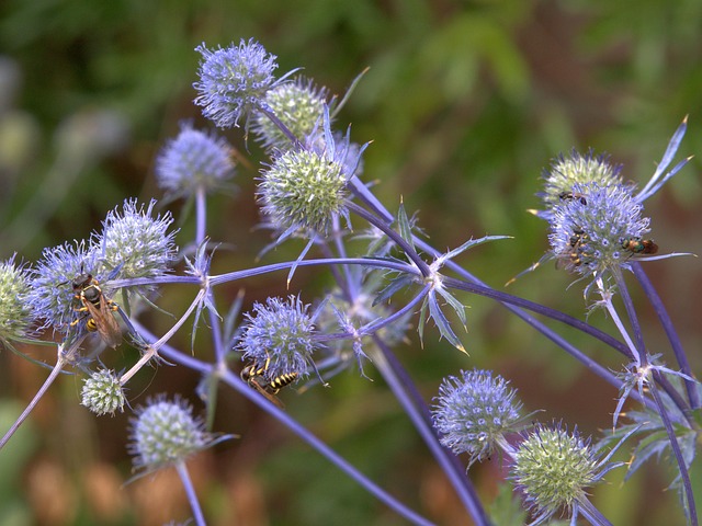 Erynchium