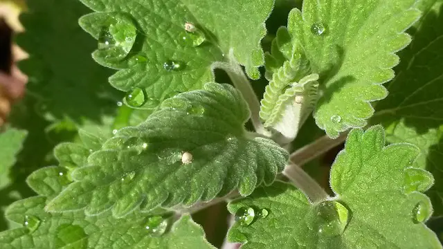 nepeta snoeien