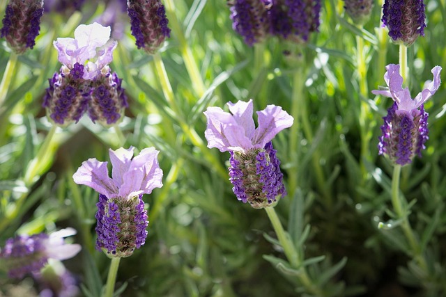 lavendel