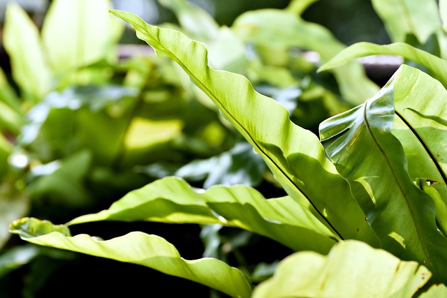 asplenium scolopendrium