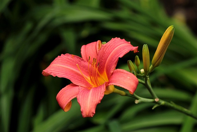 Hemerocallis