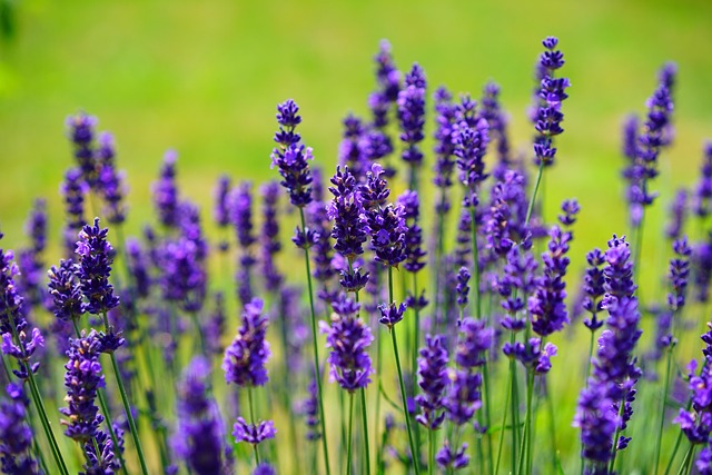lavendel snoeien