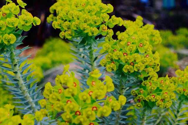euphorbia