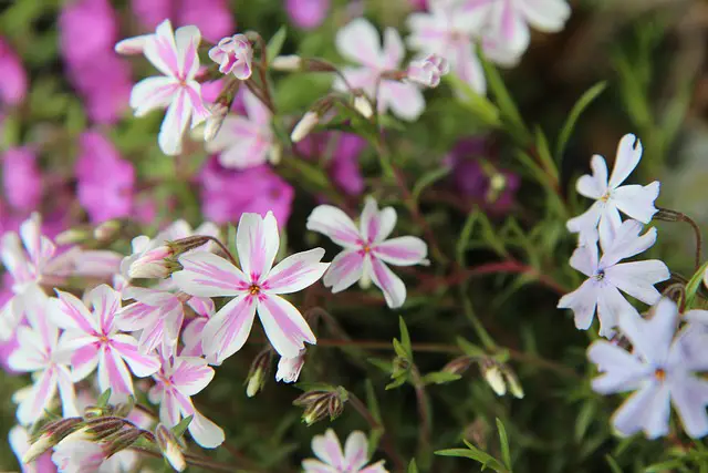 Phlox
