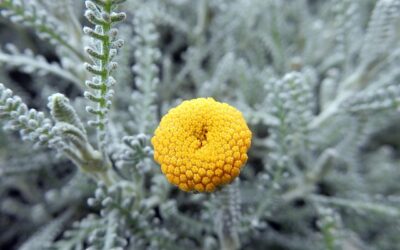 Santolina – zilverbladige sierplant met mediterrane flair