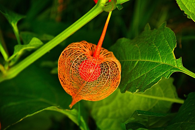 Physalis