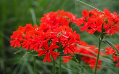 Koekoeksbloem (Lychnis chalcedonica) – opvallende rode zomerbloeier