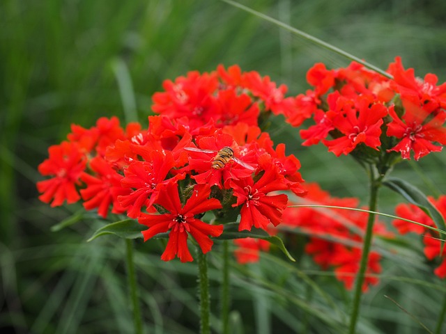 Koekoeksbloem