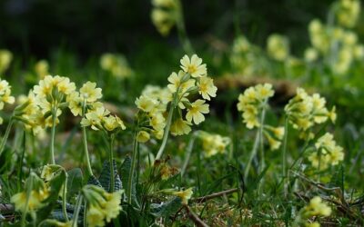 Sleutelbloem – vrolijke voorjaarsbloeier voor elke tuin