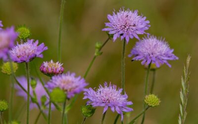 Beemdkroon (Knautia): een kleurrijke vaste plant voor de border