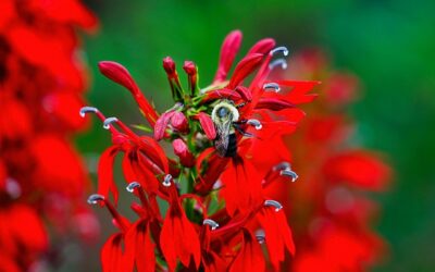 Lobelia – soorten, bloei en verzorging