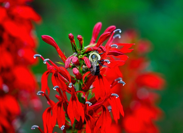 Lobelia