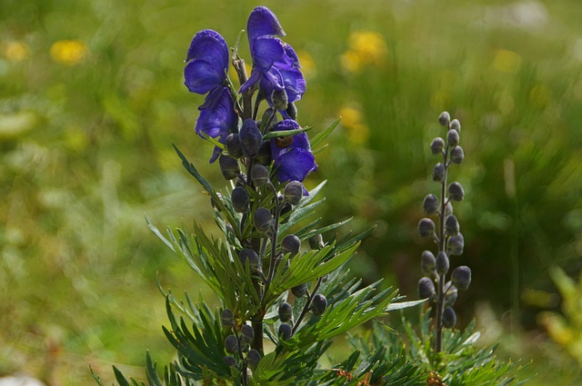 Aconitum