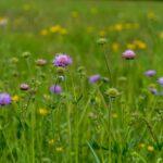 Scabiosa: elegante bloemen voor de zomertuin