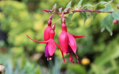 Fuchsia (bellenplant) – soorten, bloei en verzorging