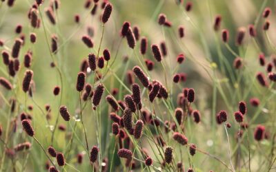 Pimpernel (Sanguisorba) – veelzijdige vaste plant voor borders en vijverranden