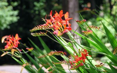 Crocosmia: vurige kleuraccenten in de zomer