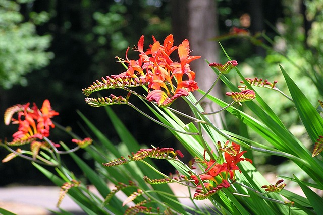 crocosmia