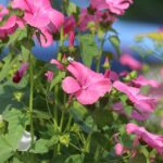 Lavatera: een zomerse bloeier vol charme