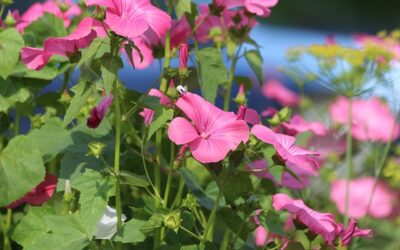 Lavatera: een zomerse bloeier vol charme