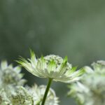 Scabiosa, Astrantia en Knautia: vergelijk, kies en combineer voor je border
