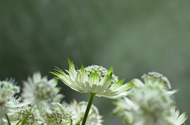 Astrantia