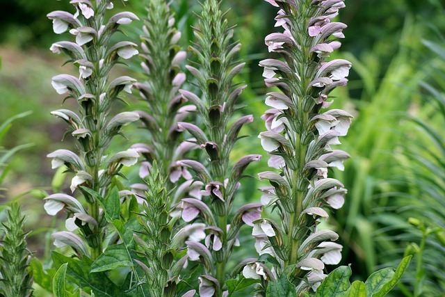 Acanthus