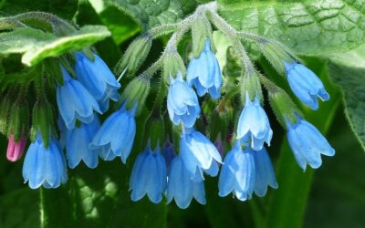 Smeerwortel: tuinplant met een rijke geschiedenis