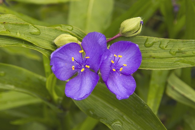 tradescantia