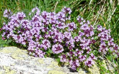 Kruiptijm (Thymus serpyllum): een veelzijdige bodembedekker