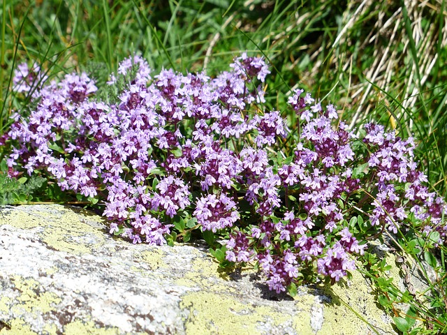 Kruiptijm