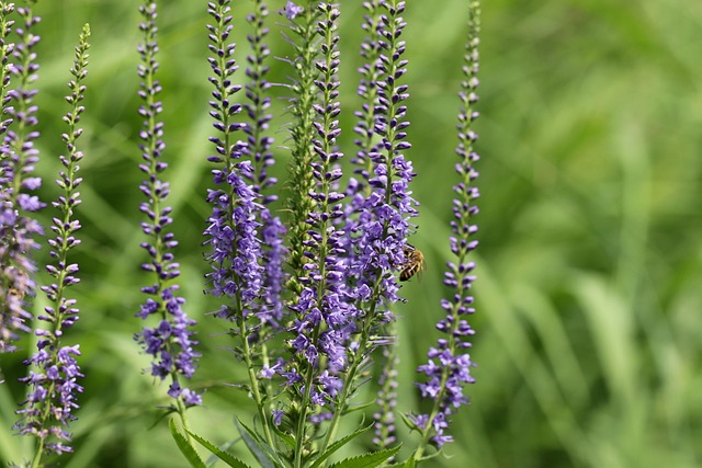 Veronica plant