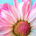 De langstbloeiende roze bloemen voor een stralende tuin
