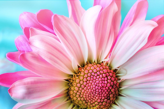 Roze bloemen