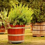 Grote potplanten voor buiten: groots effect met weinig moeite
