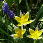 Plantencombinaties voor de lente, vroegbloeiend met frisse kleuren