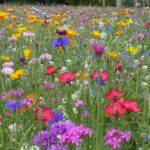 Plantencombinaties voor de zomer: kleurexplosie en lange bloei