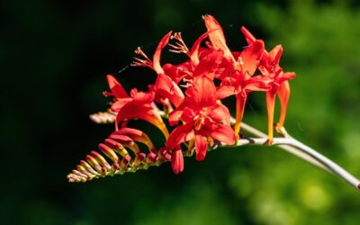 Rode bloemen, opvallend en krachtig in de border