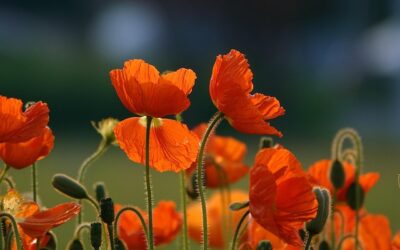 Plantencombinaties voor het najaar: kleur en sfeer in de herfsttuin