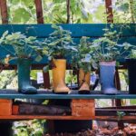 Potplanten buiten: de mooiste ideeën voor een levendig terras