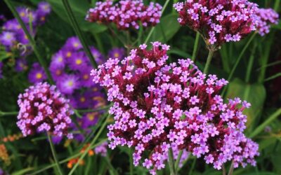 Paarse bloemen sierlijk voor luxe uitstraling en rust in de border